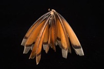 Wajãpi. Brinquedo de bico de tucano. Amapá. 2001;Coleção Dominique Gallois